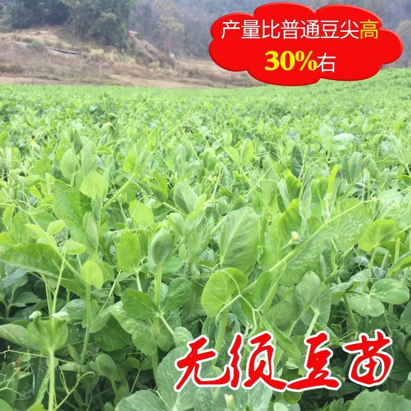 优质豌豆种子（采尖）越采越粗豌豆尖种子豌豆芽种子