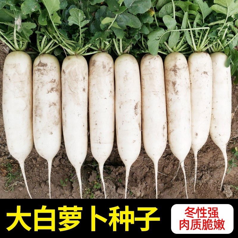 长白萝卜种子雪玉春萝卜种子花叶薄皮不易青头