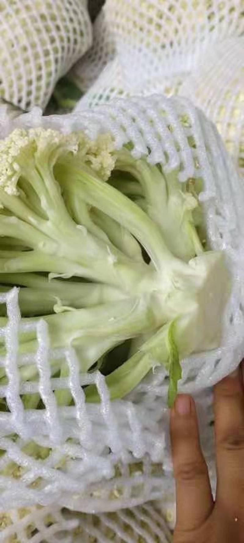 红古精品有机花菜大量上市了