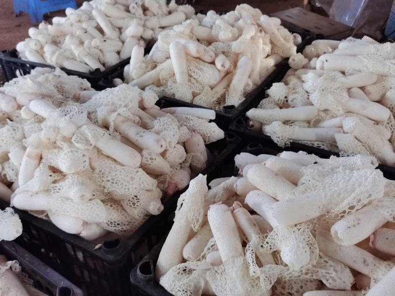 贵州织金竹荪干货产地直销煲汤食材食用菌