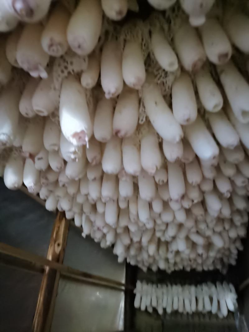 贵州织金竹荪干货产地直销煲汤食材食用菌