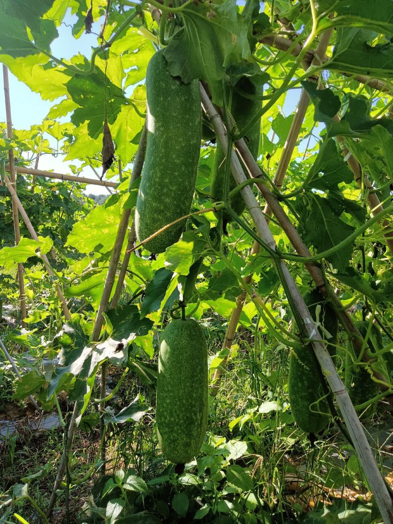 J基地环保漂亮毛节瓜上市