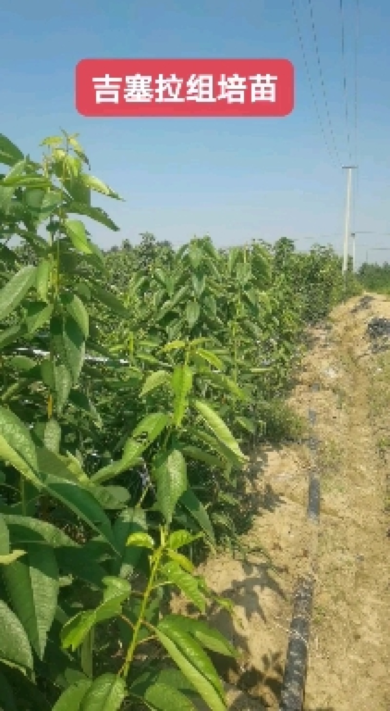 基地直发科迪亚雷吉娜塔玛拉吉塞拉矮化大樱桃树苗