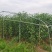 基地直发科迪亚雷吉娜塔玛拉吉塞拉矮化大樱桃树苗