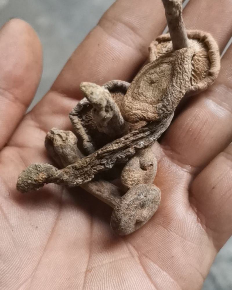 香蘑生香蘑天然山货干货菌类花脸菇香菇生蘑菇炖菜调味品礼品