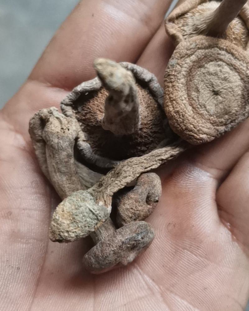 香蘑生香蘑天然山货干货菌类花脸菇香菇生蘑菇炖菜调味品礼品