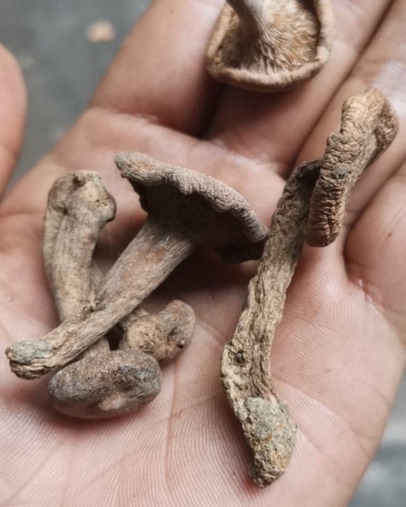 香蘑生香蘑天然山货干货菌类花脸菇香菇生蘑菇炖菜调味品礼品