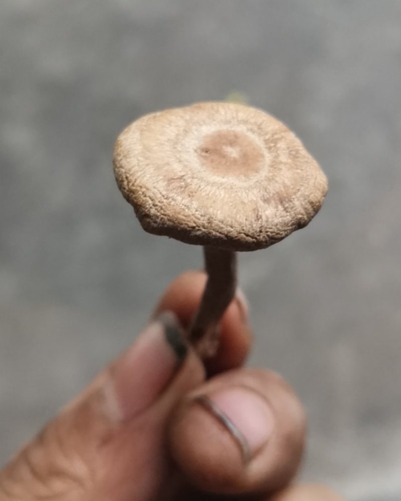 香蘑生香蘑天然山货干货菌类花脸菇香菇生蘑菇炖菜调味品礼品