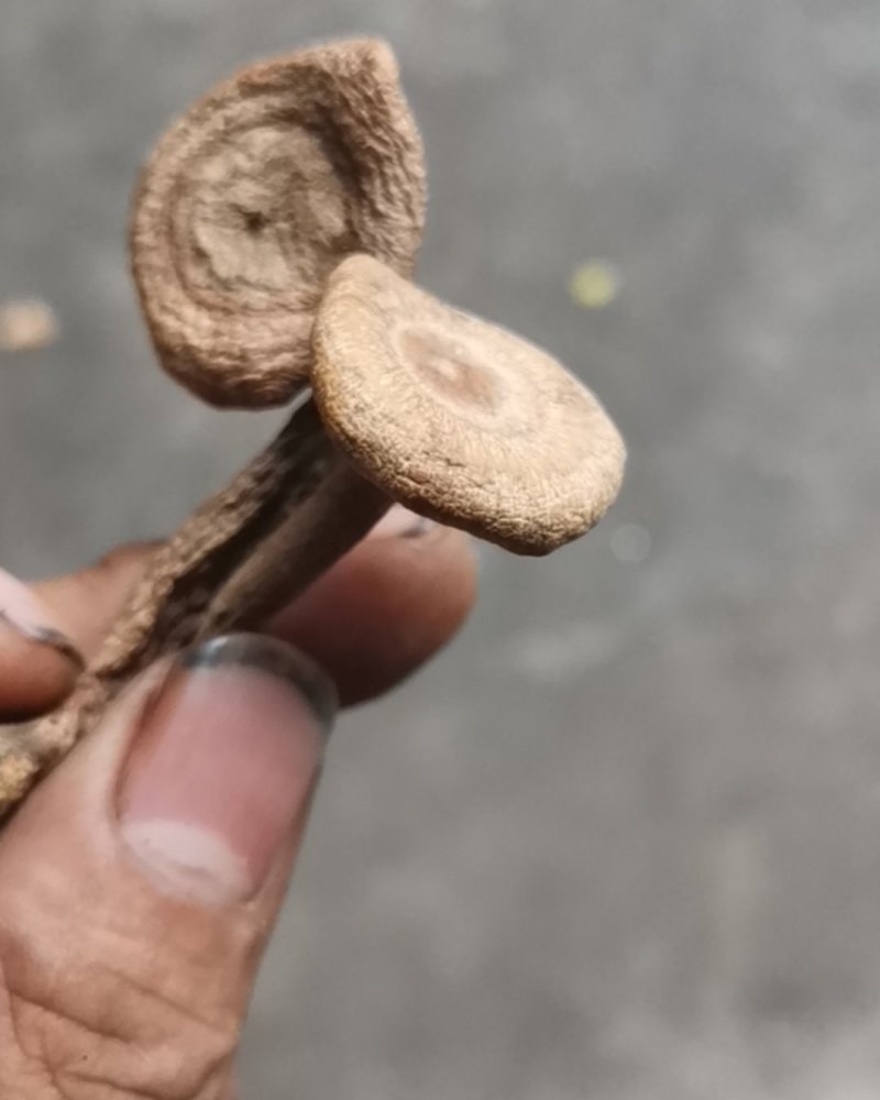 香蘑生香蘑天然山货干货菌类花脸菇香菇生蘑菇炖菜调味品礼品