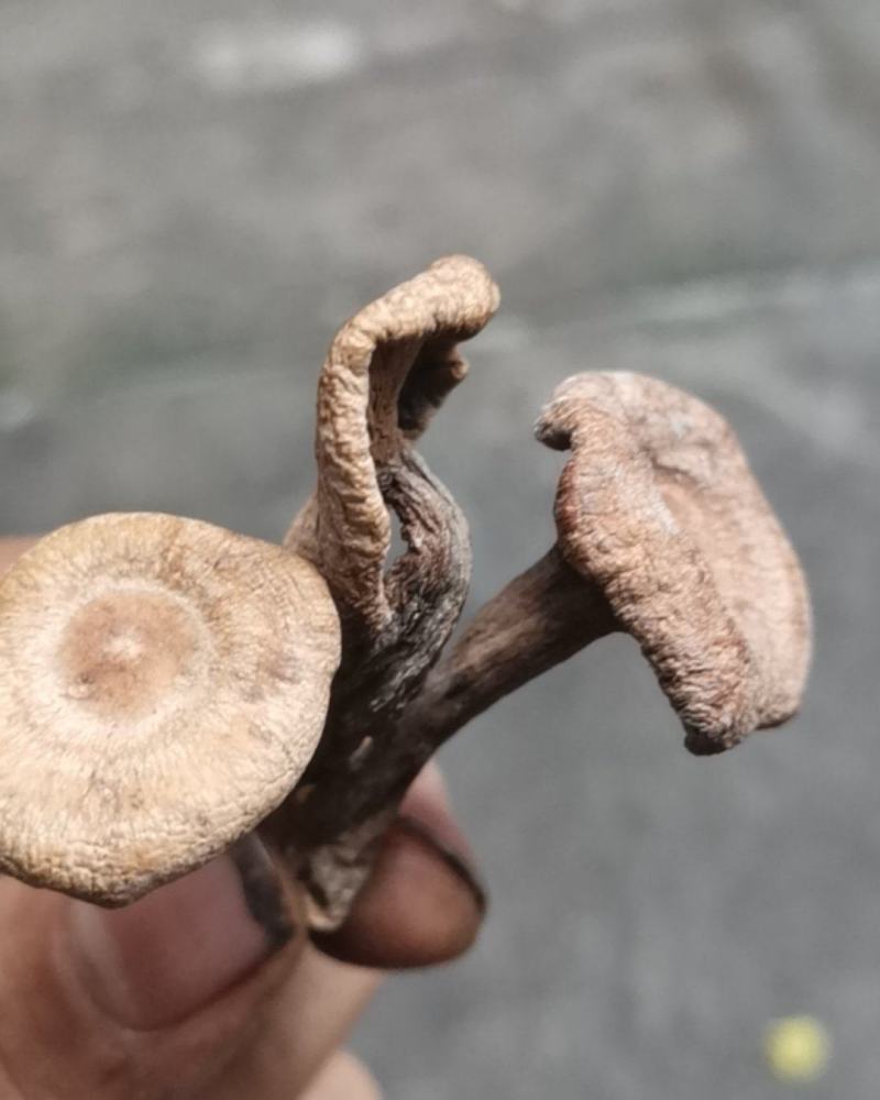 香蘑生香蘑天然山货干货菌类花脸菇香菇生蘑菇炖菜调味品礼品