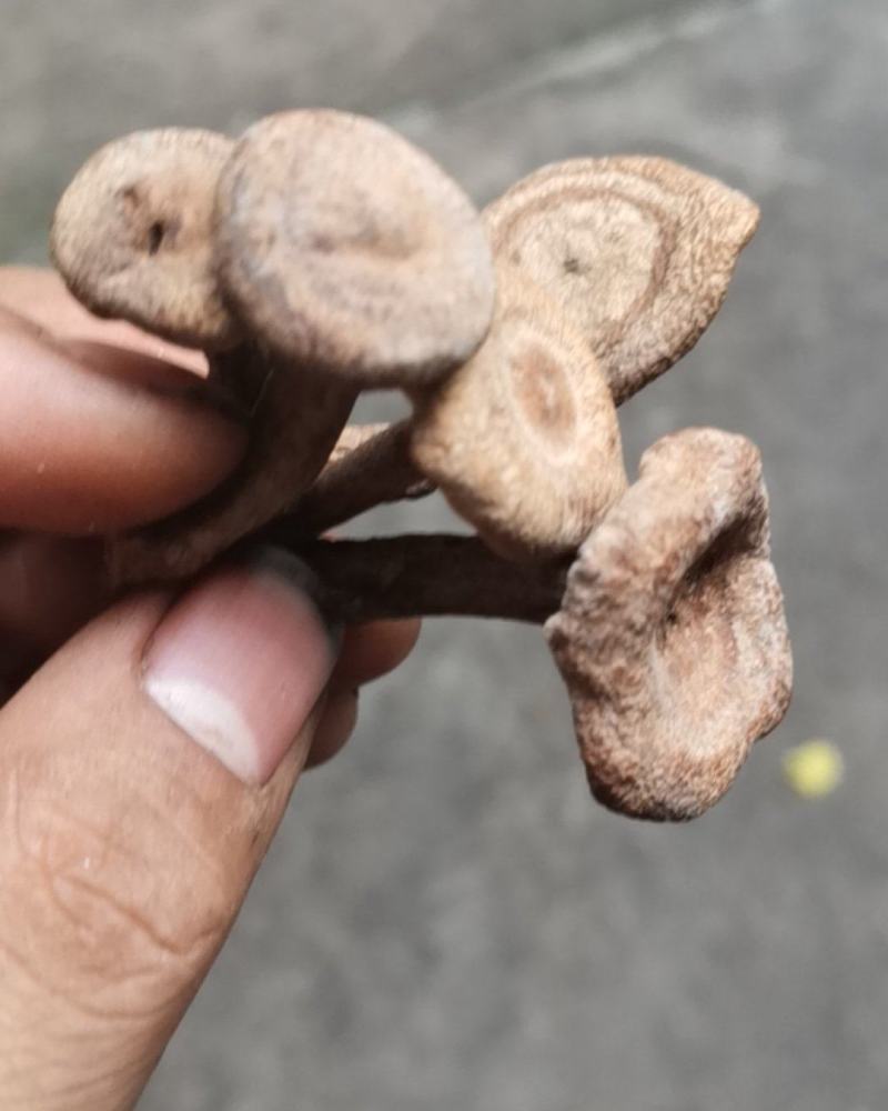 香蘑生香蘑天然山货干货菌类花脸菇香菇生蘑菇炖菜调味品礼品