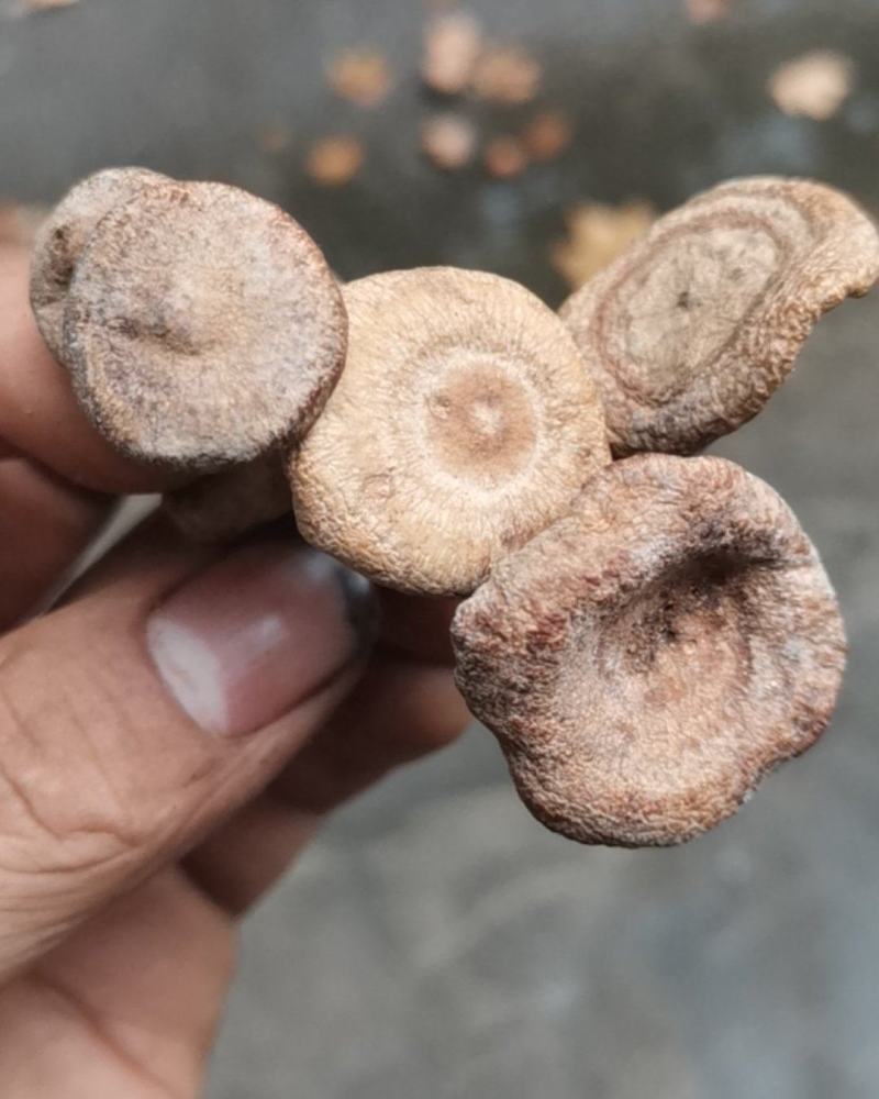 香蘑生香蘑天然山货干货菌类花脸菇香菇生蘑菇炖菜调味品礼品