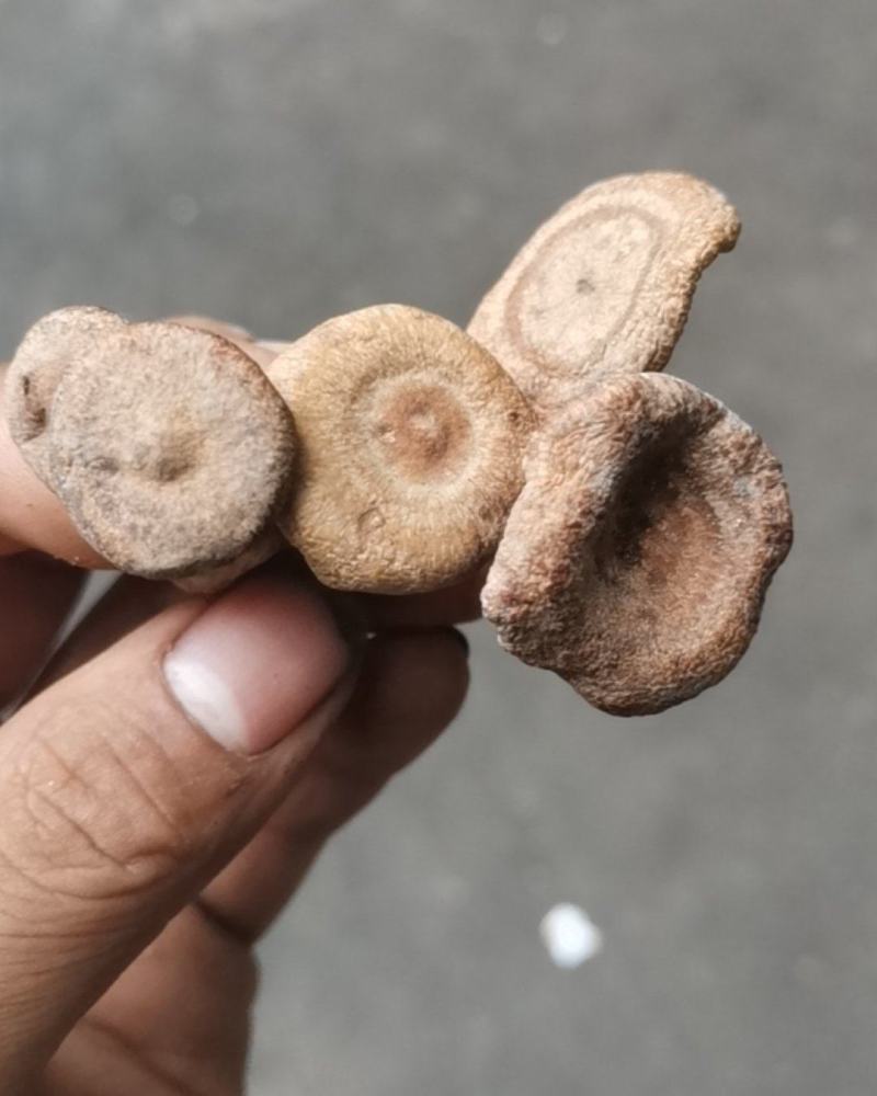 香蘑生香蘑天然山货干货菌类花脸菇香菇生蘑菇炖菜调味品礼品