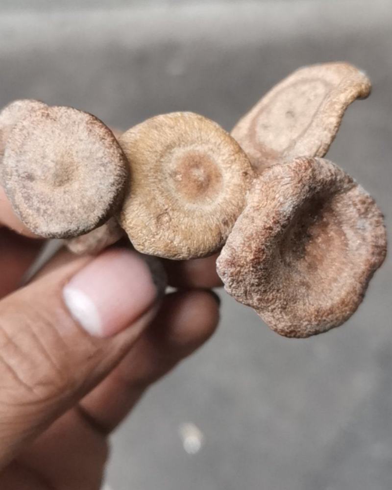 香蘑生香蘑天然山货干货菌类花脸菇香菇生蘑菇炖菜调味品礼品