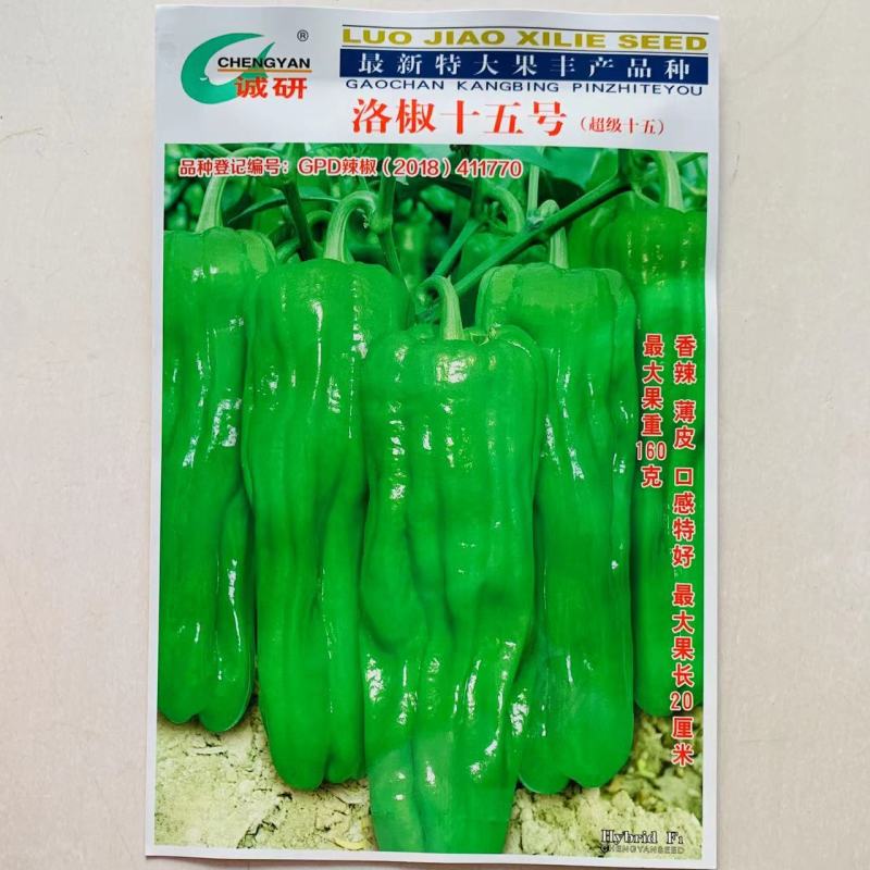 香辣薄皮大果洛椒十五号薄皱皮辣椒种子长灯笼形薄皮椒种子