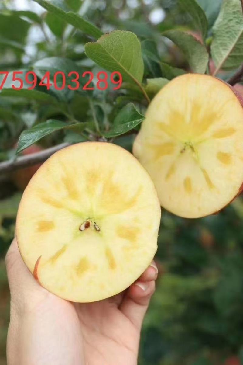 红富士苹果