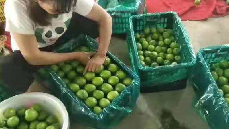 优质云南元谋青枣，独特的金沙江干热河谷气候环境