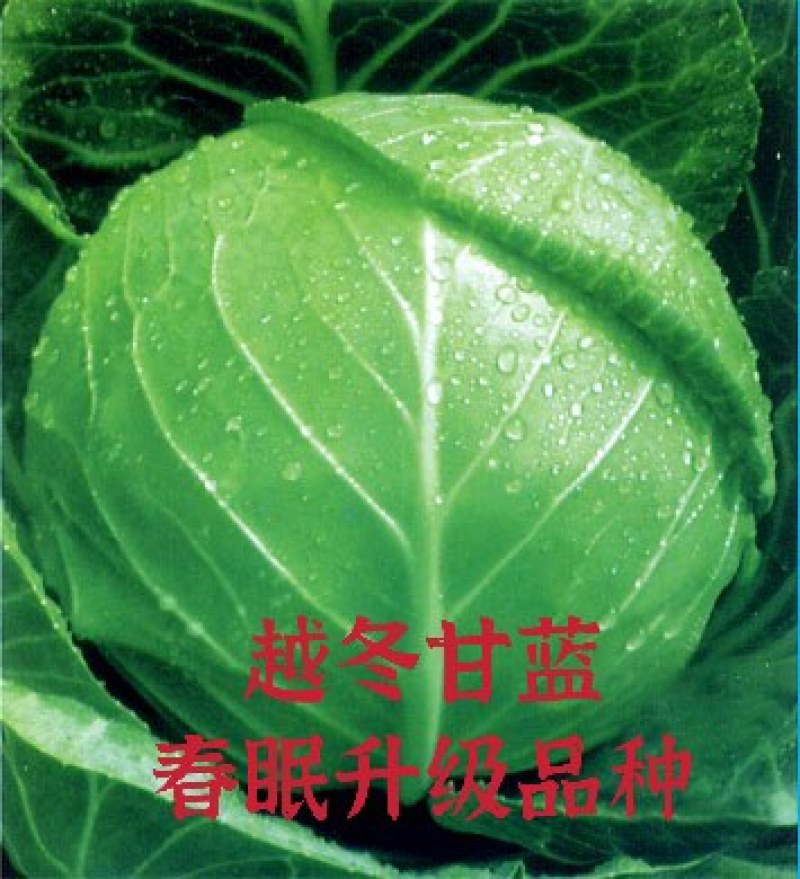 耐寒越冬甘蓝种子扁圆形秋季越冬两用圆包菜种子春眠升级品种