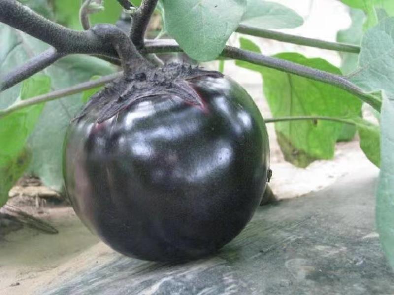 日本紫丰黑亮圆茄黑圆茄紫圆茄圆茄种子黑圆茄种子