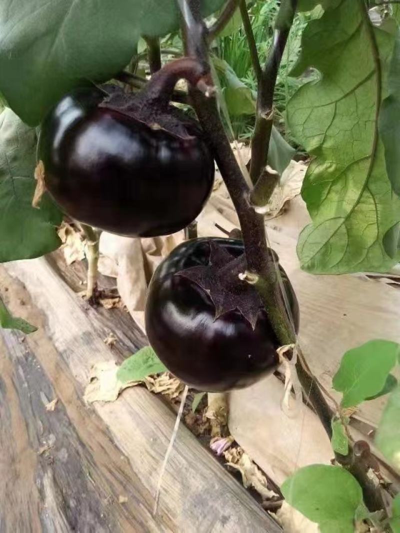 日本紫丰黑亮圆茄黑圆茄紫圆茄圆茄种子黑圆茄种子