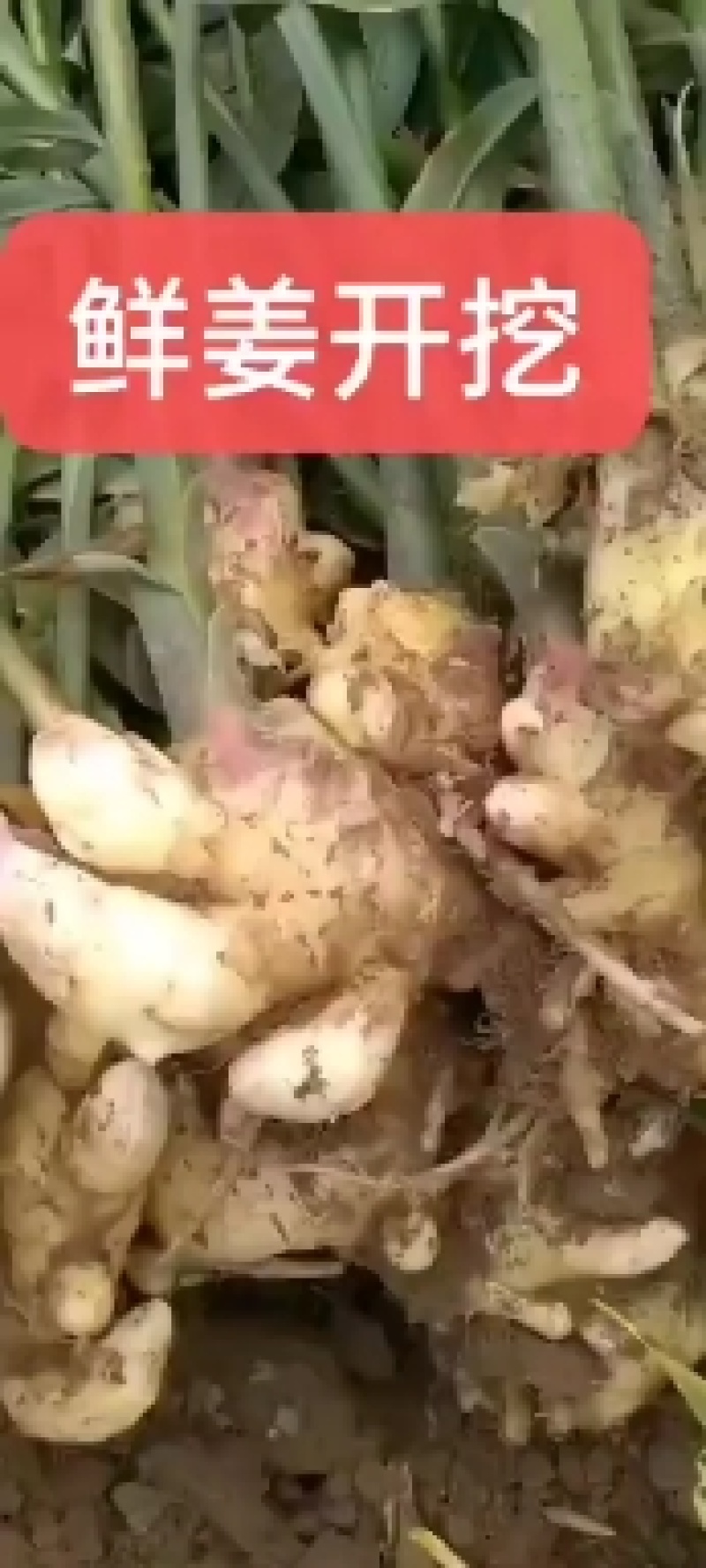 生姜