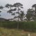 造型松