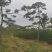 造型松
