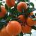 新品种塔罗科血橙苗、9号血橙、4号血橙7号血橙品质保证