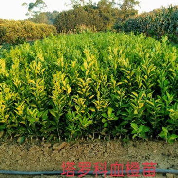 塔罗科血橙苗、塔罗科血橙新苗、血橙苗品质保证