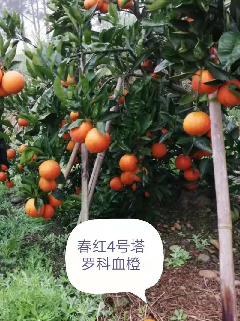 新品种塔罗科血橙苗、9号血橙、4号血橙7号血橙品质保证