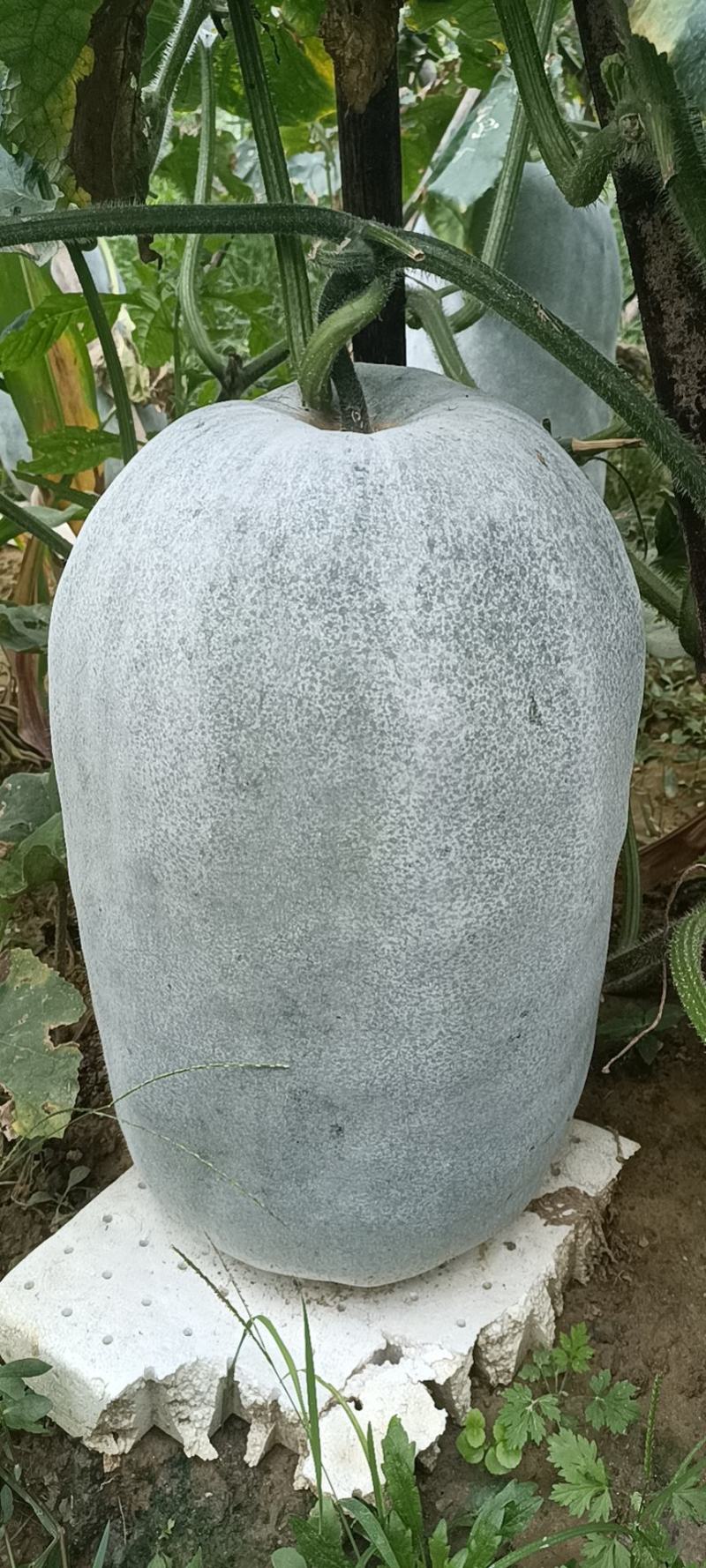 需要冬瓜的联系