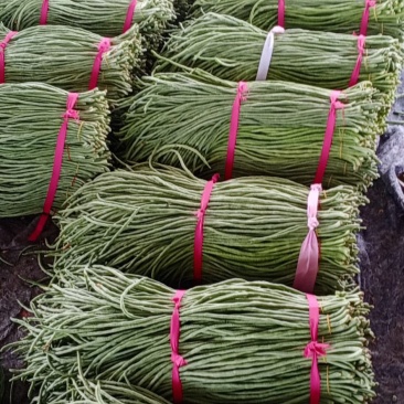 精品，大棚豆角大量上市欢迎采购