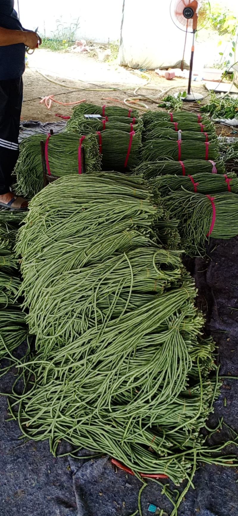 精品，大棚豆角大量上市欢迎采购