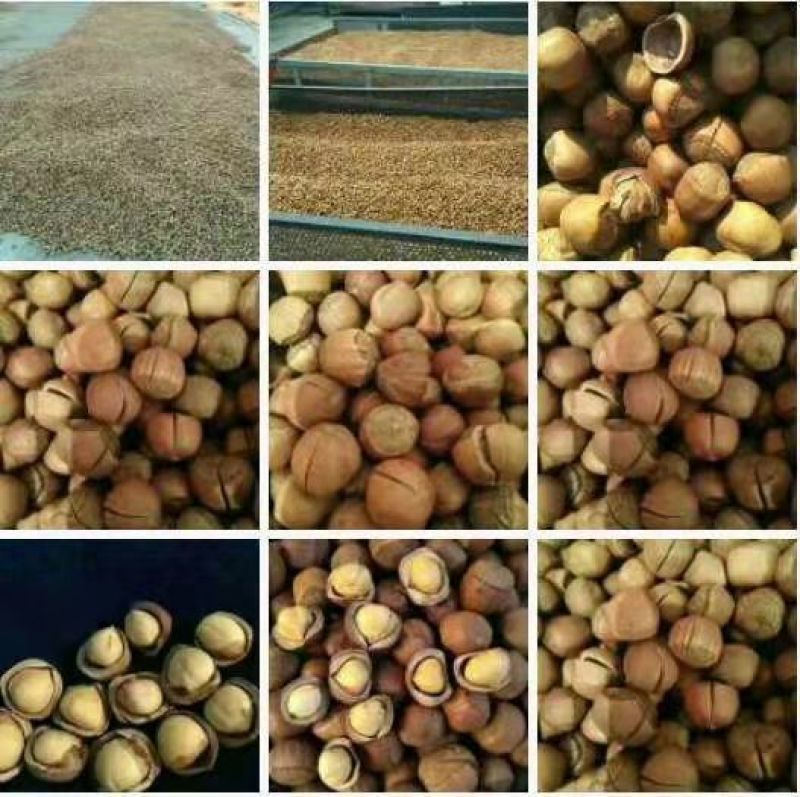 【精选】5斤包邮大粒纯开原包山野生榛子，皮薄仁满手拍榛子
