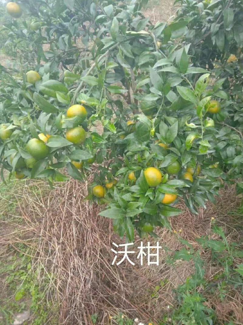 大叶大果有籽沃柑苗*香橙头有籽沃柑苗*沃柑苗
