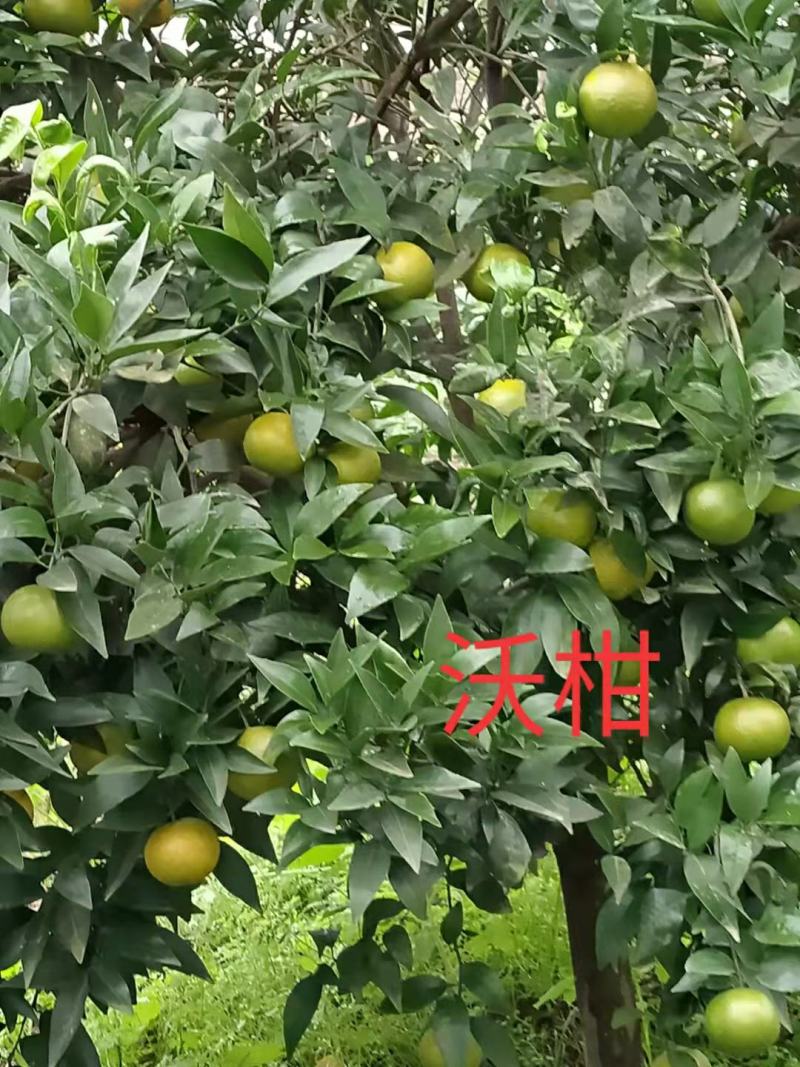 大叶大果有籽沃柑苗*香橙头有籽沃柑苗*沃柑苗