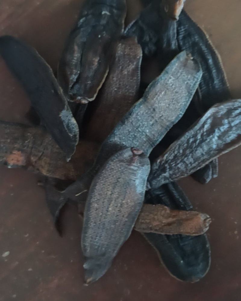 水蛭烫水蛭可磨粉中药材批发水蛭质量保证量大从优