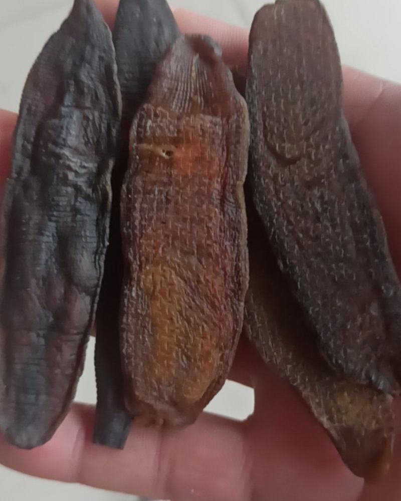 水蛭烫水蛭可磨粉中药材批发水蛭质量保证量大从优