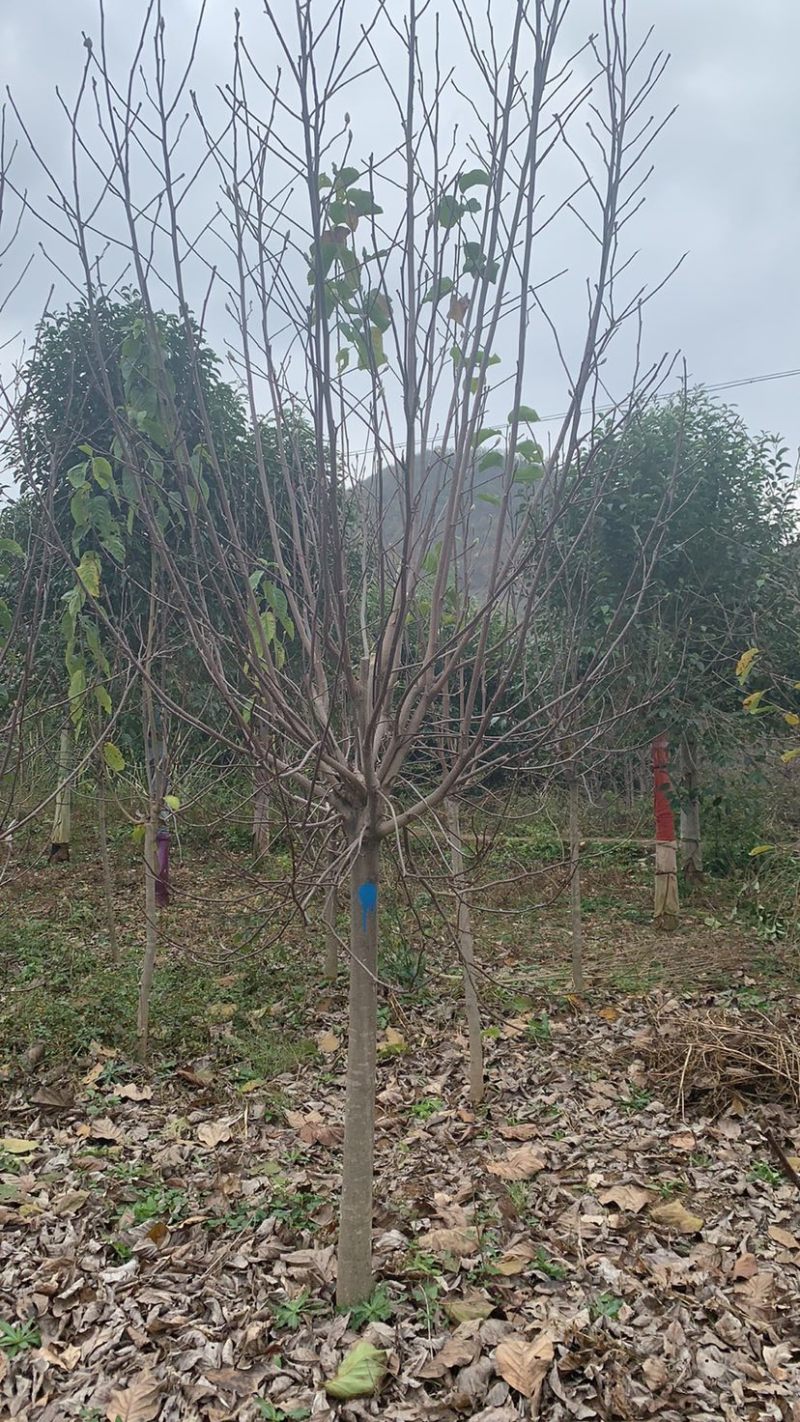 白玉兰紫玉兰，二乔玉兰，红玉兰，辛夷玉兰，