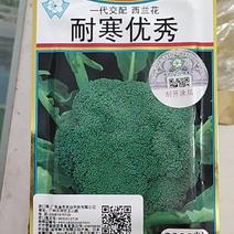 日本坂田进口西兰花种子耐寒优秀西兰花种子原装正品