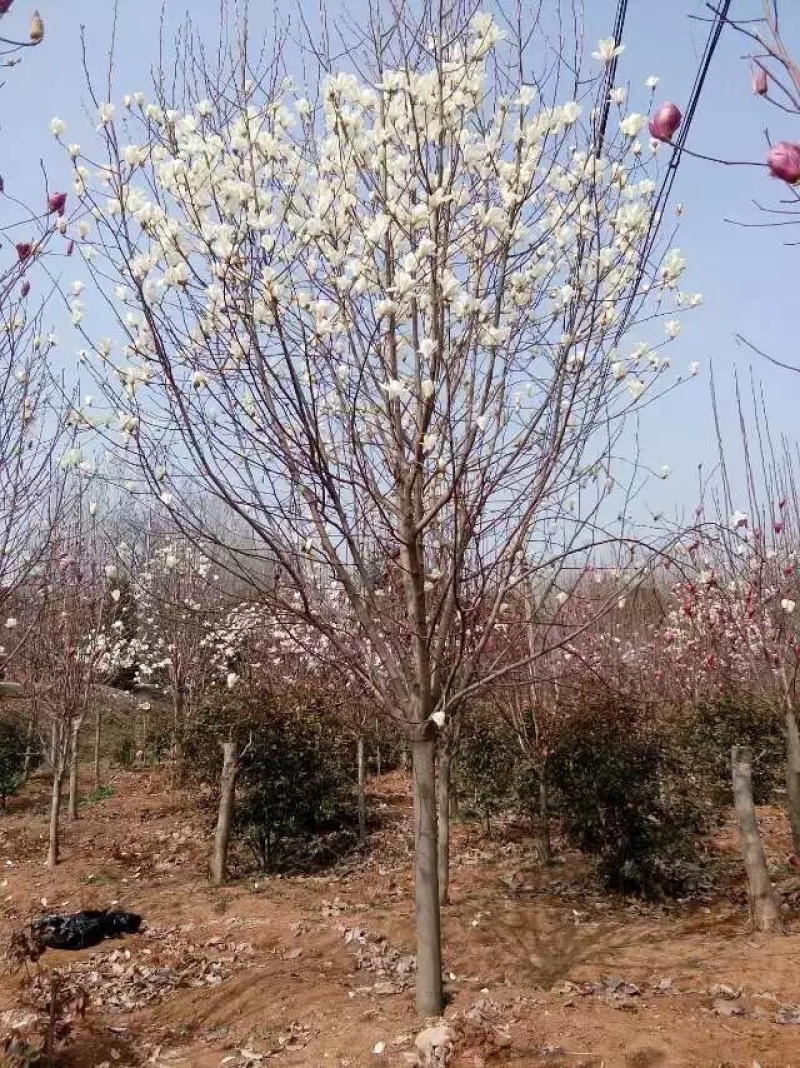 紫玉兰.红玉兰.黄玉兰，18公分.15公分.12公分
