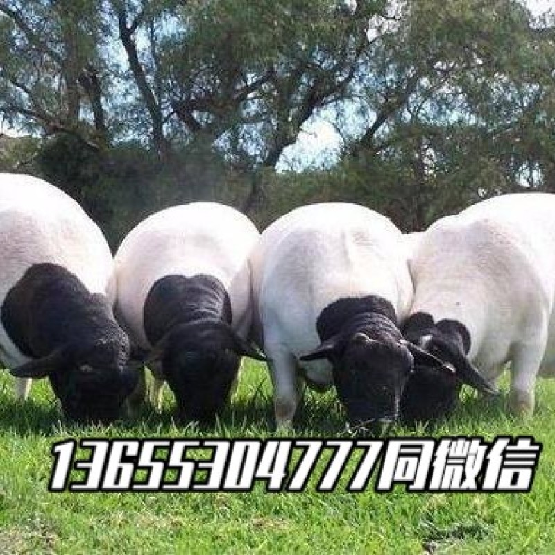 纯种杜泊绵羊一只也包邮免费送货到家赠送种公羊