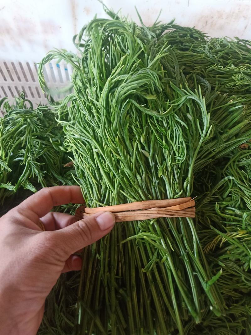 云南普洱臭菜_也叫羽叶金合欢_鲜货