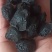 乌梅炙乌梅选货中药材批发乌梅质量保证量大从优