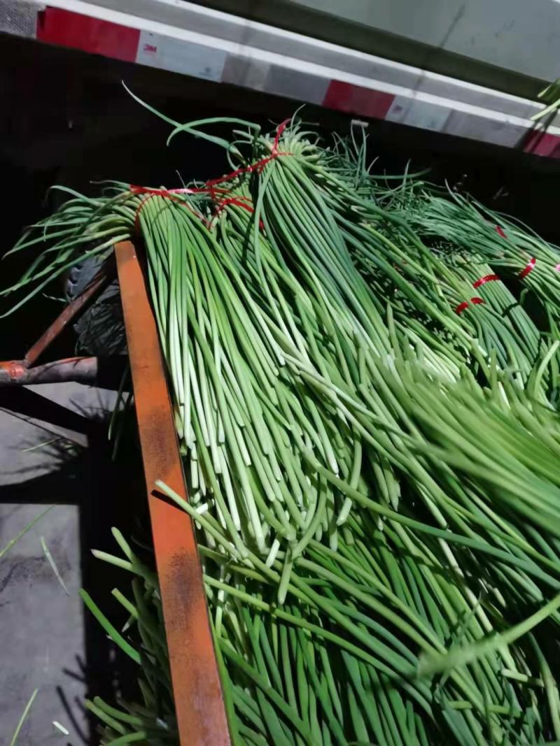 山东金乡蒜苔冷库货产地直发一手货源批发品质保证价格美