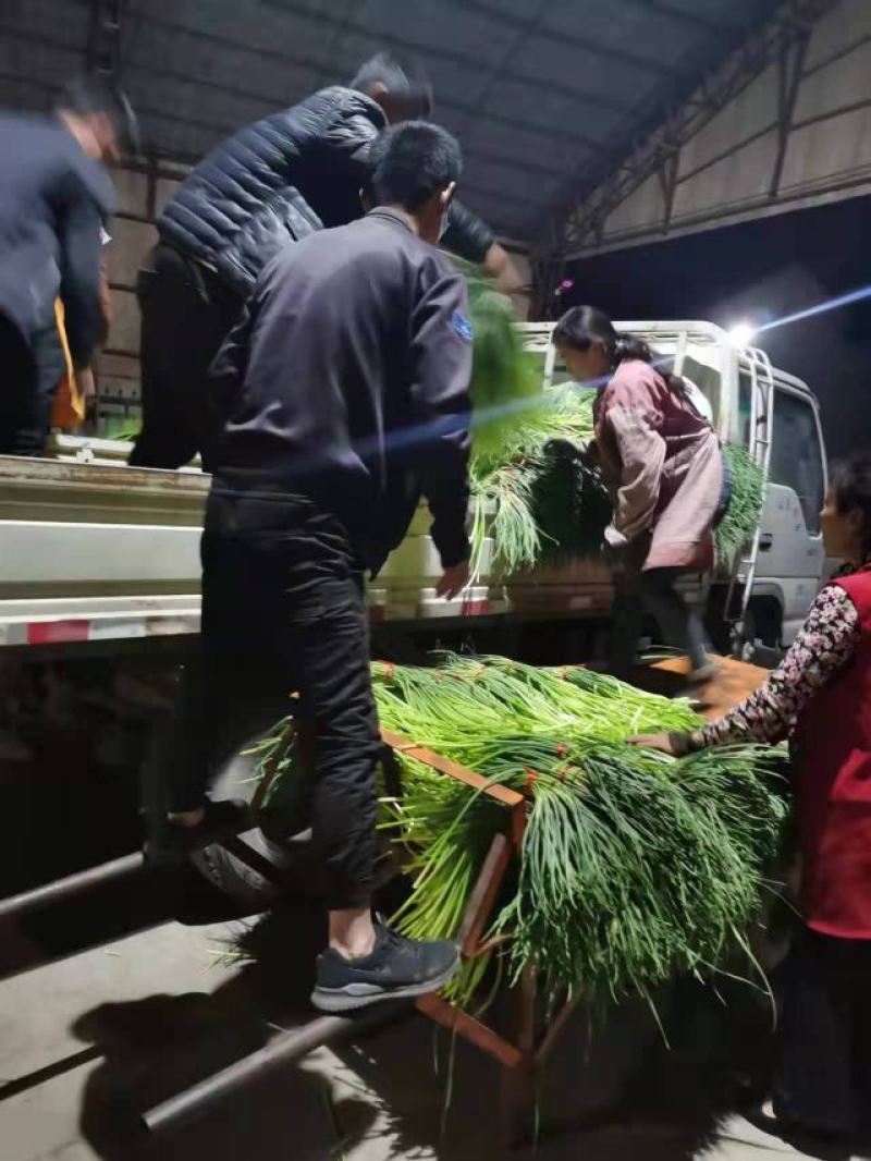 山东金乡蒜苔冷库货产地直发一手货源批发品质保证价格美