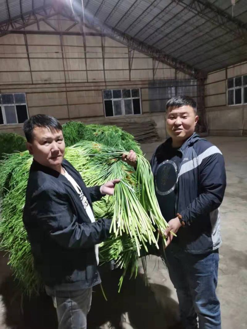 山东金乡蒜苔冷库货产地直发一手货源批发品质保证价格美