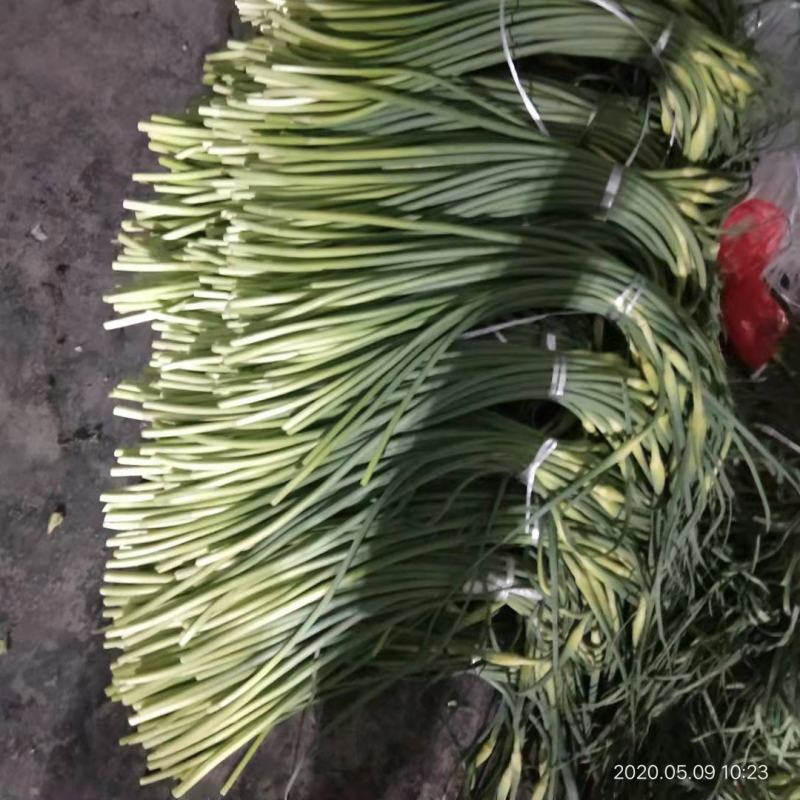 山东金乡蒜苔冷库货产地直发一手货源批发品质保证价格美