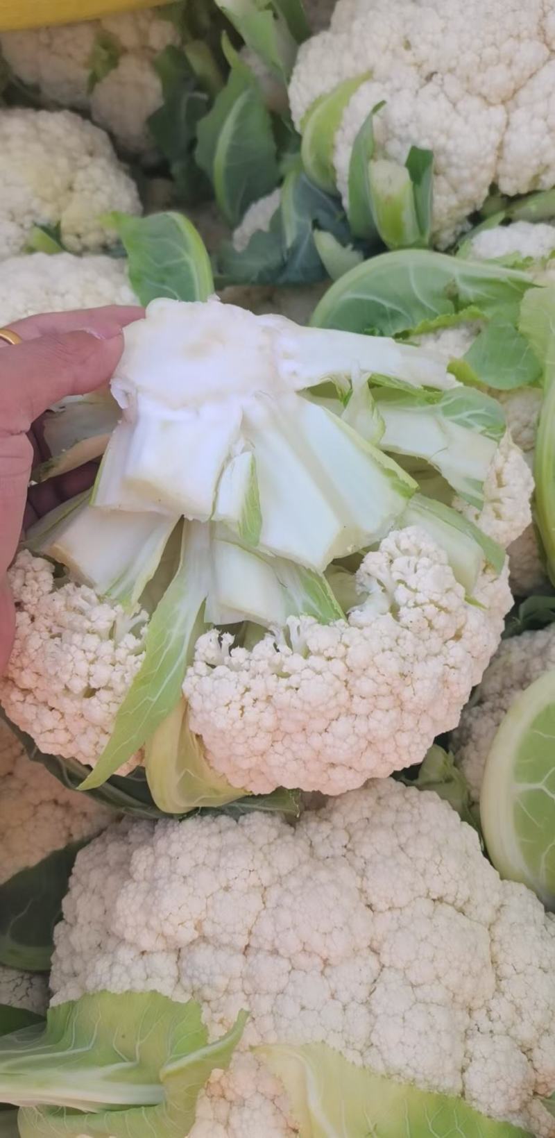 精品散花大量有货需要的联系价格便宜