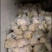 精品散花大量有货需要的联系价格便宜